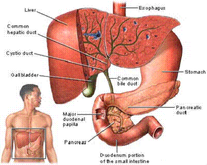 gall_bladder_and_biliary_system_clip_image002.gif