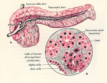 acute_Pancreatitis_clip_image001.jpg